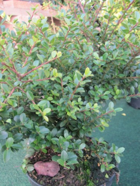Ilex crenata Shogun 1